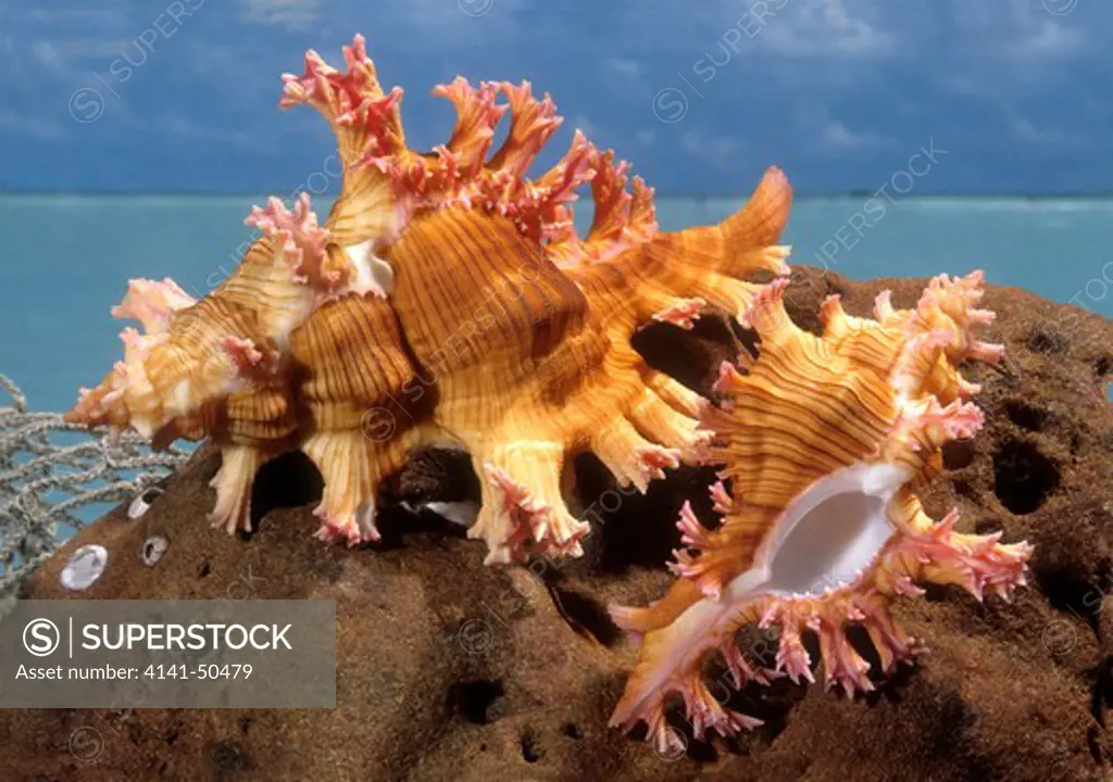 saul's murex chicoreus saulii found offshore in the southwest pacific uncommon 