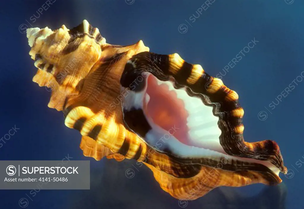 black-spotted triton cymatium lotorium uncommon in indo-pacific waters usually found in shallow water around coral reefs 
