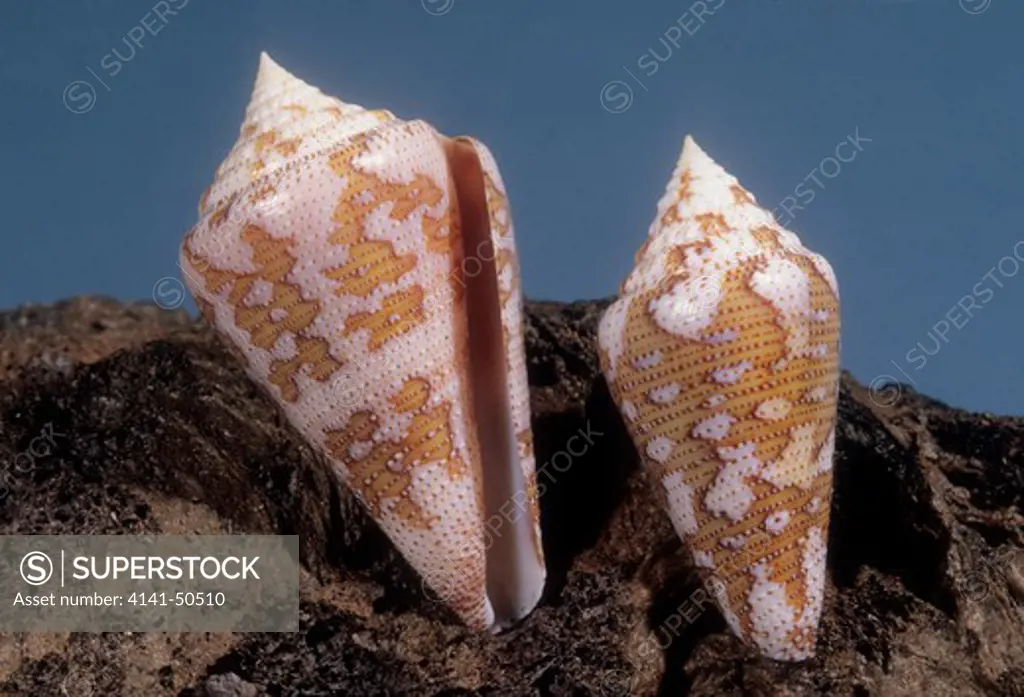 matchless cone conus (protoconus) cedonulli deep water in the west indies rare and highly-prized terimachi's latiaxis latiaxis terimachii rare found off bohol in the philippines terimachi's latiaxis latiaxis terimachii rare found off bohol in the philippines terimachi's latiaxis latiaxis terimachii rare found off bohol in the philippines terimachi's latiaxis latiaxis terimachii rare found off bohol in the philippines 