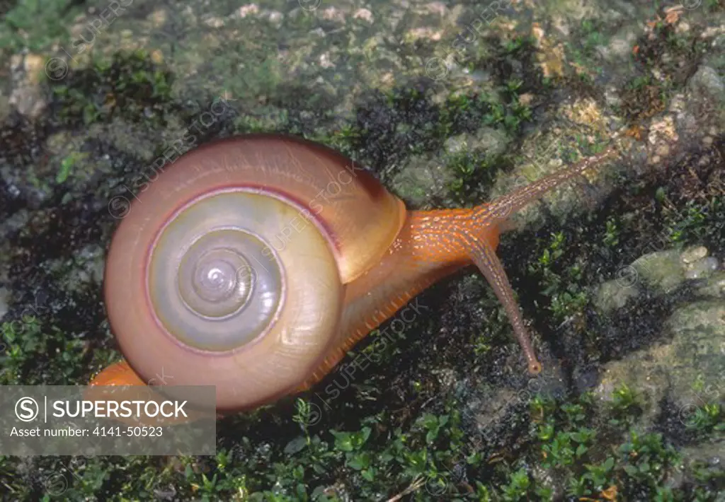 live malaysian land snail naninia sp. in a rainforest near cameron highlands, malaysia apparently uncommon (only one seen)