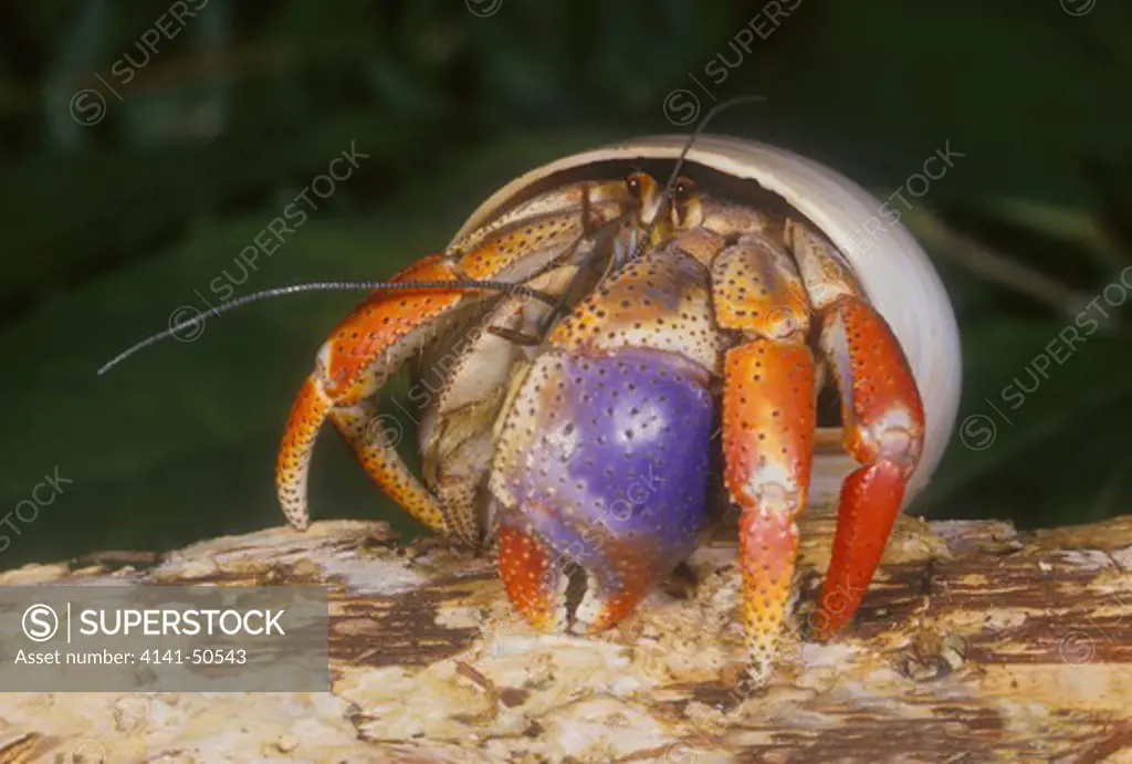 caribbean land hermit crab coenobita clypeatus range: south florida and the west indies, belize, venezuela, bahamas -- lives among plants above high-tide line (can live over 30 years!) 