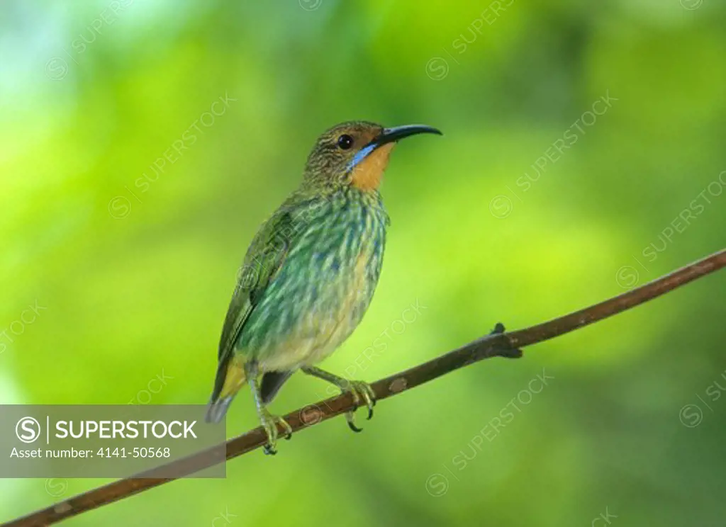 female shining honeycreeper cyanerpes lucidus ranges from southern mexico to panama and colombia tropical rainforests frequents gardens and feeders 
