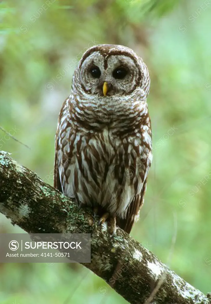 barred owl in swamp strix varia ranges in canada, usa, central america this one iin corkscrew swamp, florida thrives best in woodlands and swamps, also suburban areas some killed on roads by vehicles 