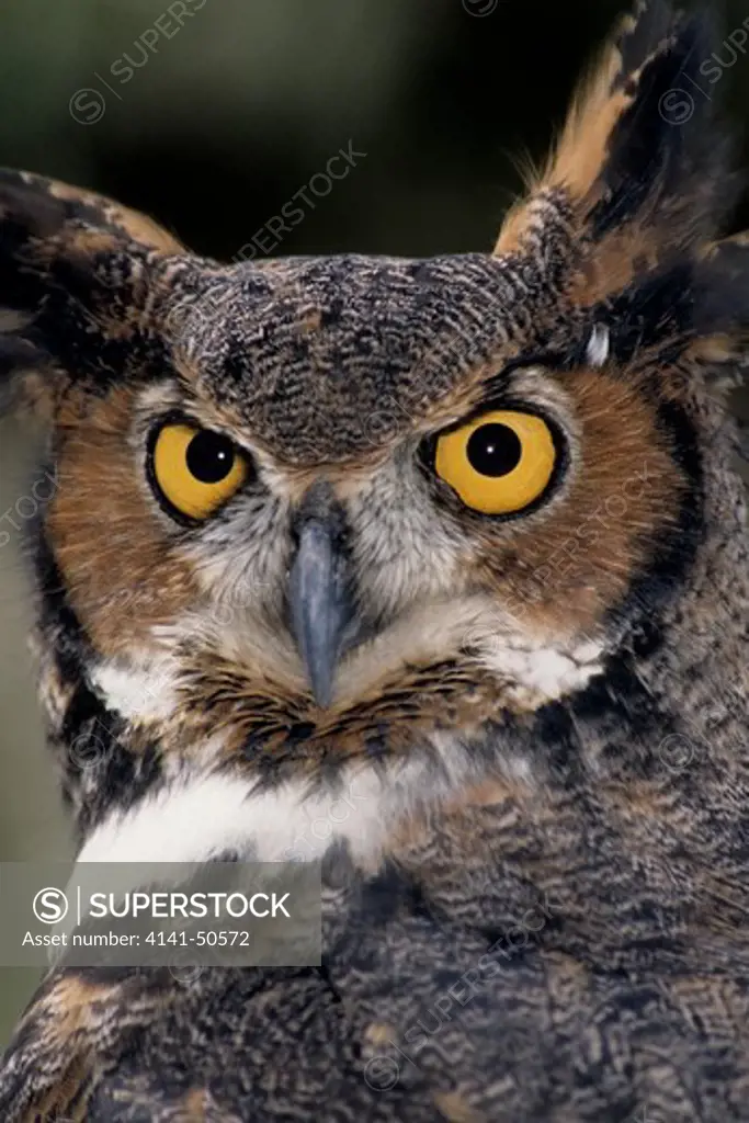 great horned owl portrait bubo virginianus has a vast range in the americas -- canada to most of south america resident in many different habitats, including suburban areas feeds mainly on rodents 