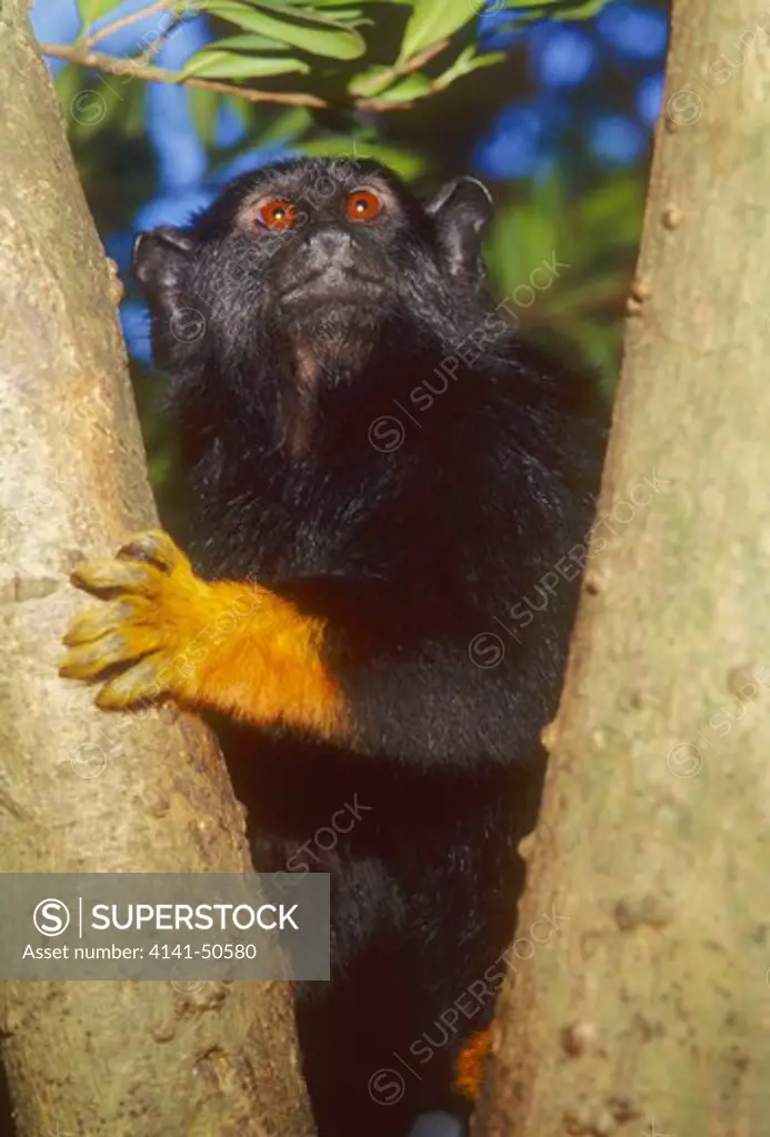 red-handed tamarin saguinus midas aka golden-handed tamarin found in brazil, the guianas and venezuela considered threatened due to habitat destruction can jump up to 60 feet from trees 
