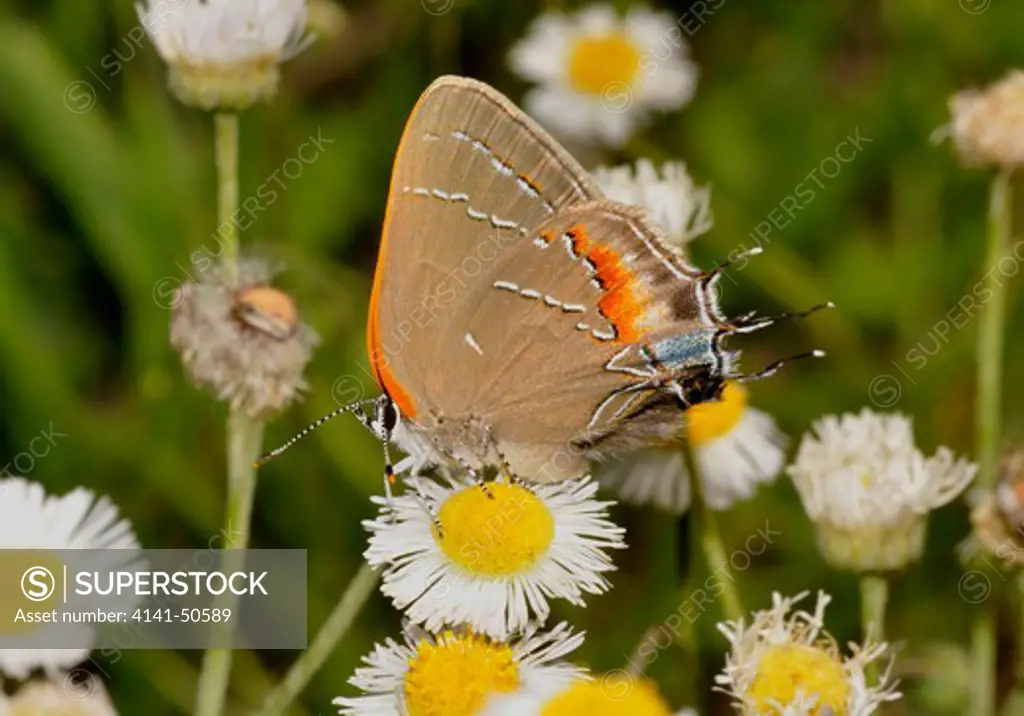 oak hairstreak butterfly feeding aka southern hairstreak satyrium (fixsenia) favonius this one seen in florida ranges through most of the southeastern usa usually light brown, as seen here 