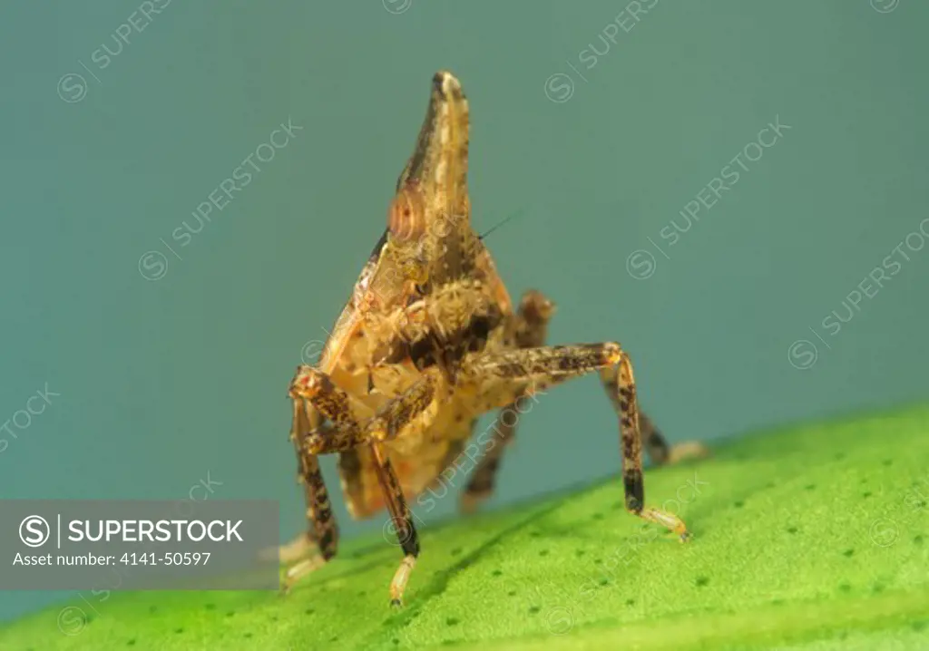 a dictyopharid planthopper rhynchomitra microrhina one of the many varieties of small fulgorids in the usa locally common