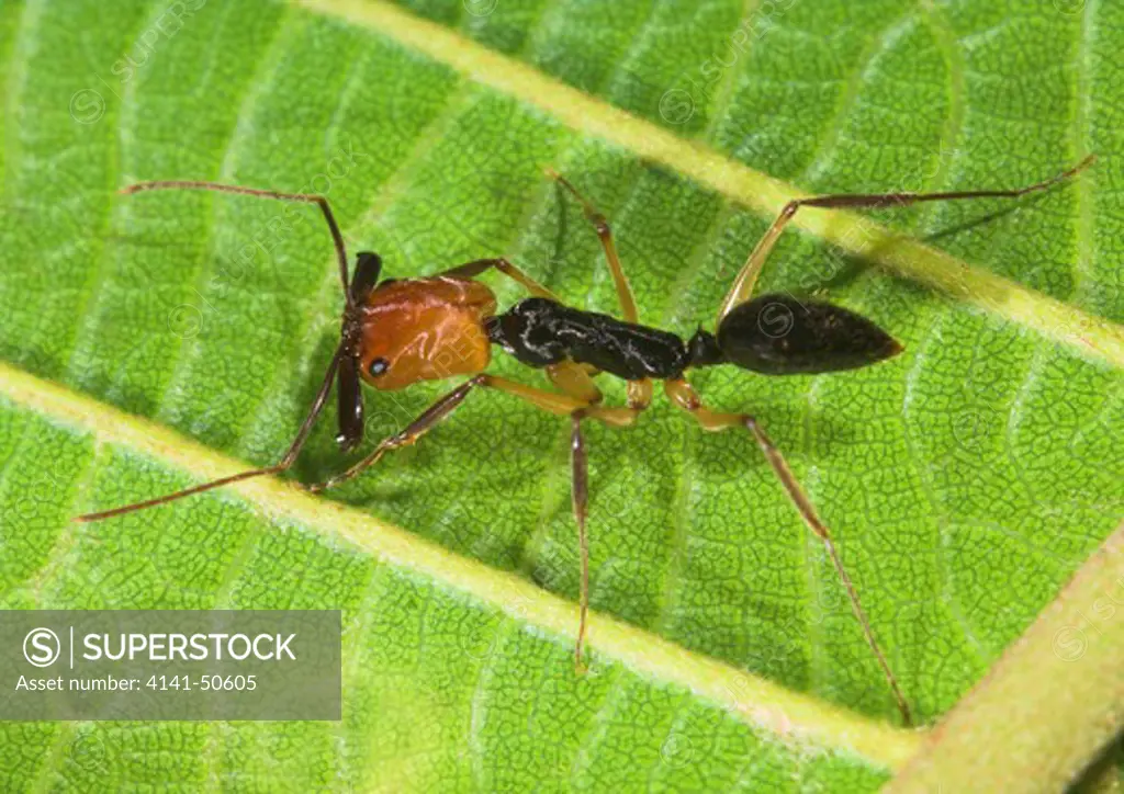 trap-jaw ant odontomachus sp. seen in panama rainforest (with its jaws open) many species found worldwide in tropics and sub-tropics their jaws snap shut instantly to capture prey 