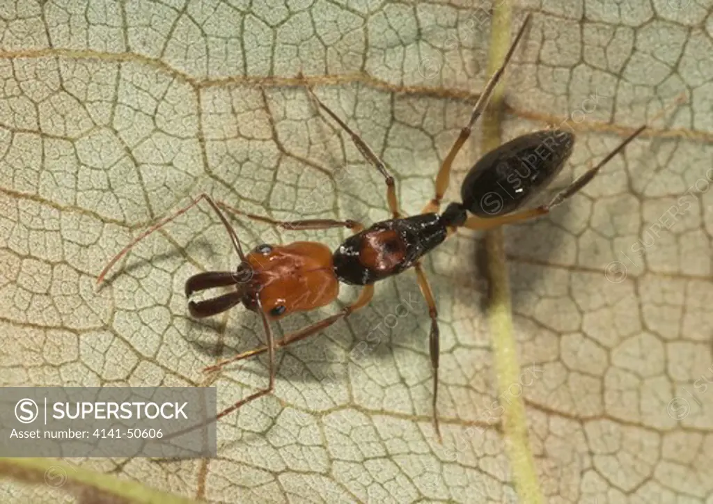 trap-jaw ant odontomachus sp. seen in panama rainforest (with its jaws closed) many species found worldwide in tropics and sub-tropics their jaws snap shut instantly to capture prey 