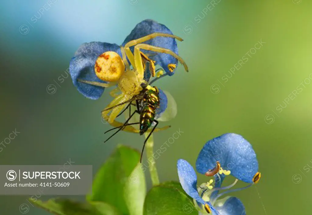 crab spider with prey (on a dayflower) misumenops sp. this genus is huge and extends worldwide seen in florida usa