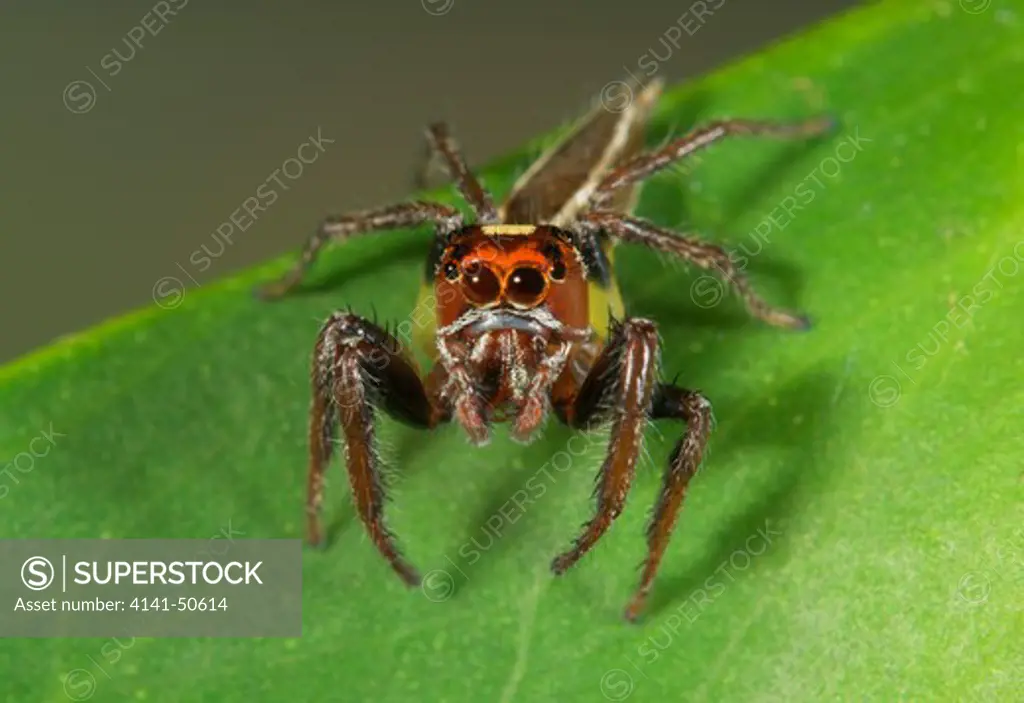 woodland jumping spider, male thiodina sylvana ranges throughout the eastern usa, south to panama common on low plants in wooded areas 