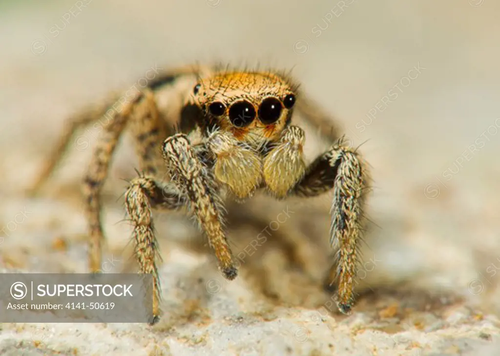 desert ground jumping spider habronattus sp. seen on the desert floor in southeast arizona 