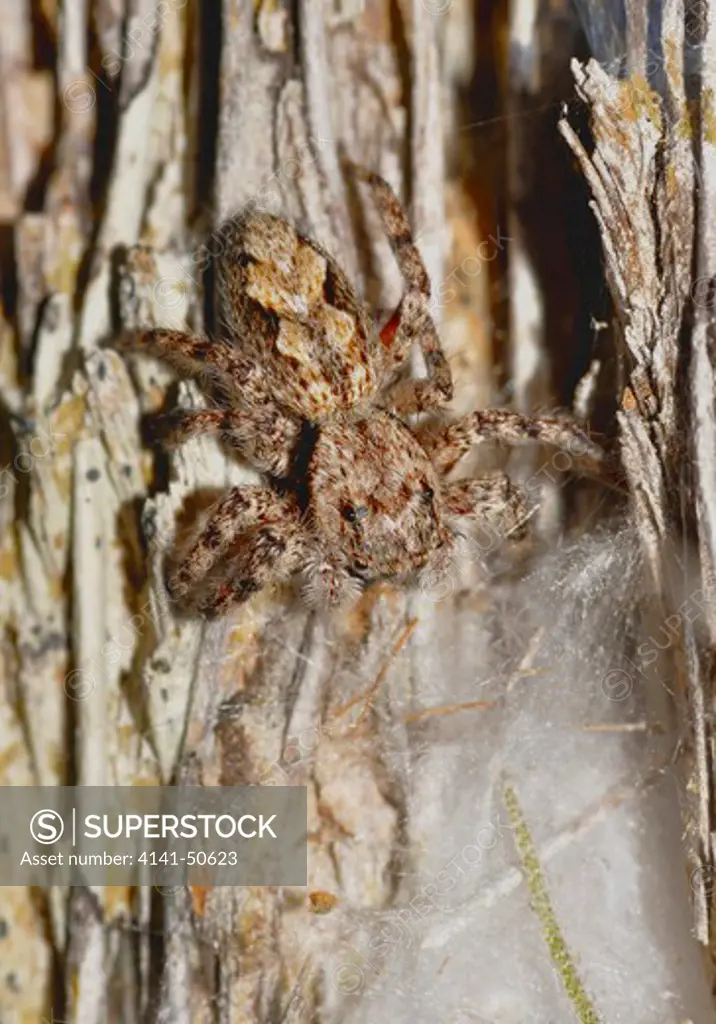 female jumping spider at nest (platycryptus undatus) with egg sac inside silk nest, florida usa.