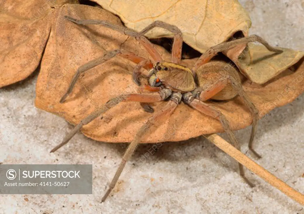 rosemary wolf spider (male) schizocosa ceratiola found in sand-pine scrub areas of central florida 