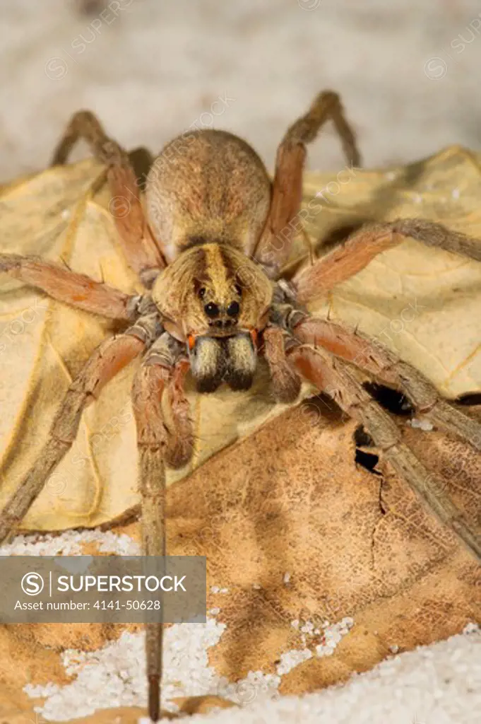 rosemary wolf spider (male) schizocosa ceratiola found in sand-pine scrub areas of central florida 