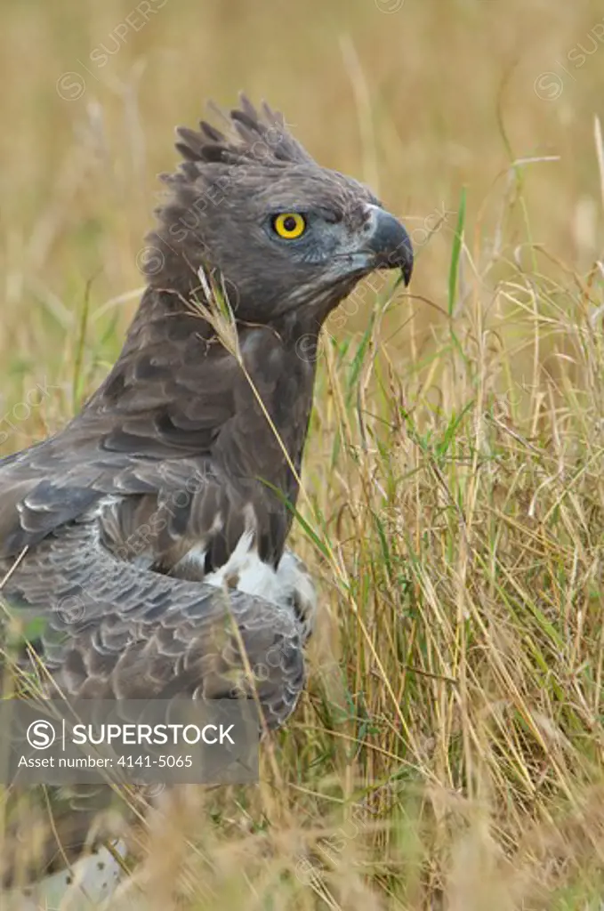 martial eagle, polemaelus bellicosus, sitting over prey; masai mara, kenya