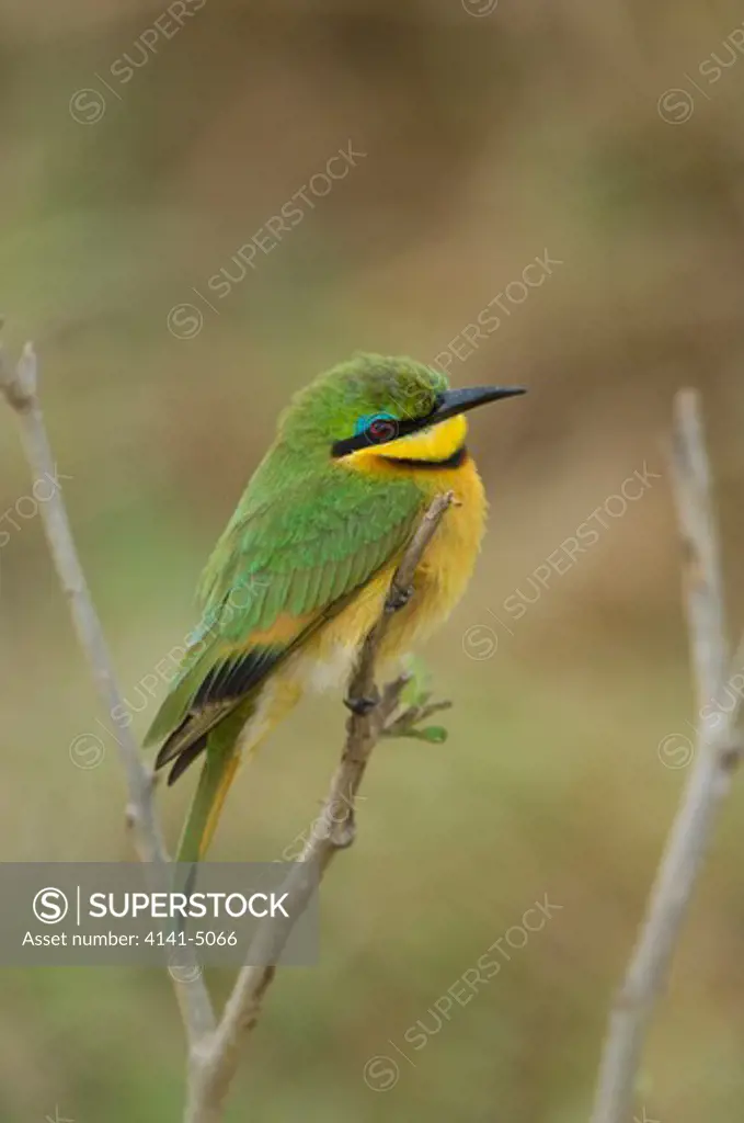 little bee-eater, merops pusillus; masai mara, kenya