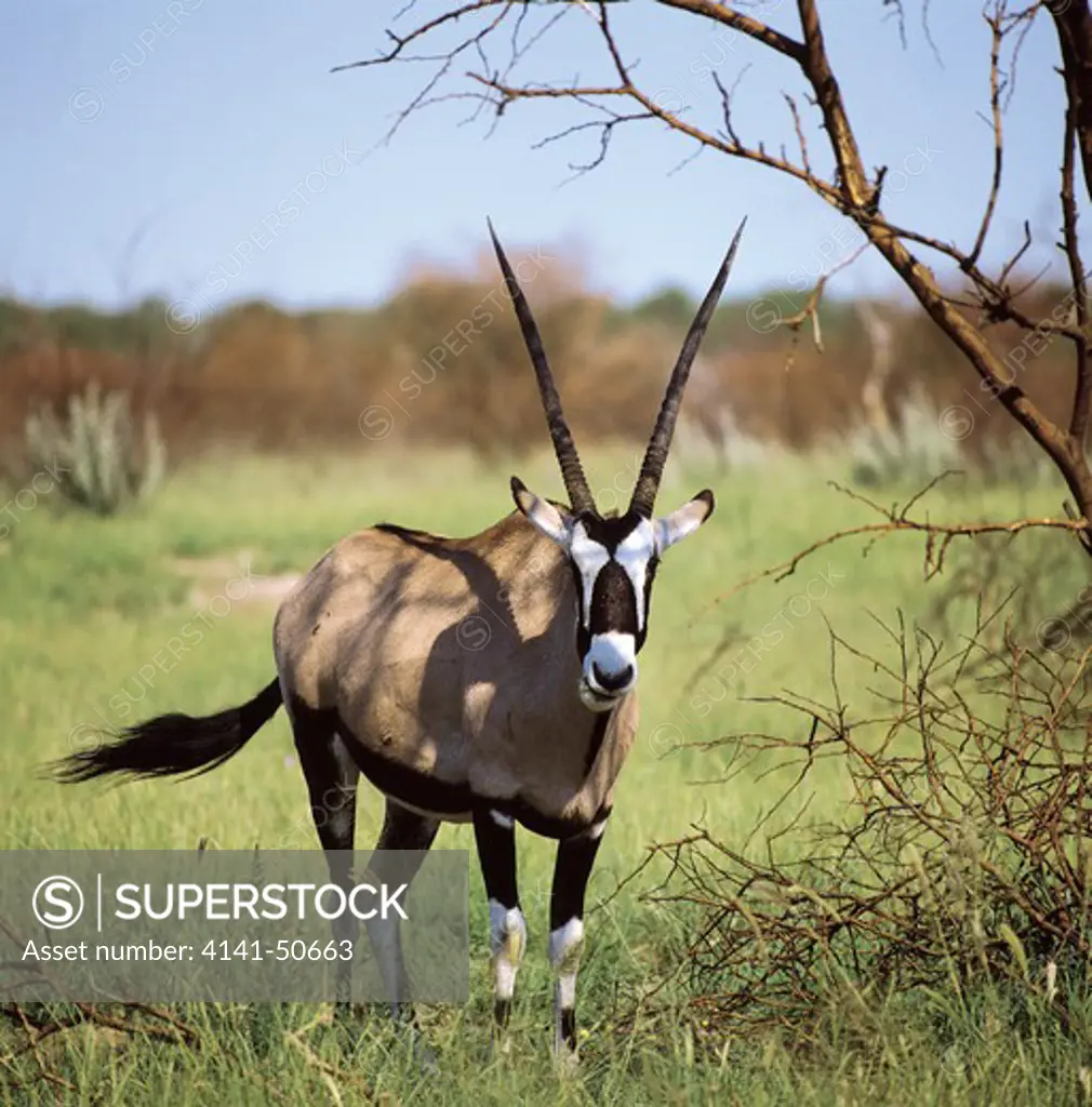 gemsbok (oryx gazella) in the etosha national park during the rainy season, namibia. 