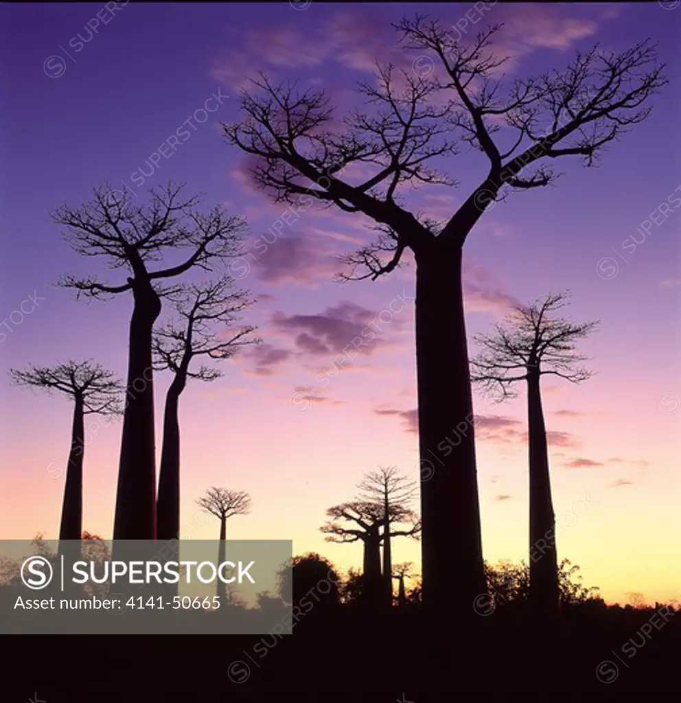grandidier's baobabs (adansonia grandidieri), at dusk north of morondava, west madagascar.