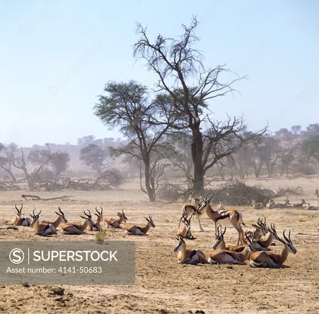 springbok herd (antidorcas marsupialis) at rest in the dry nossob riverbed, kalahari desert, kgalagadi transfrontier national park, south africa.