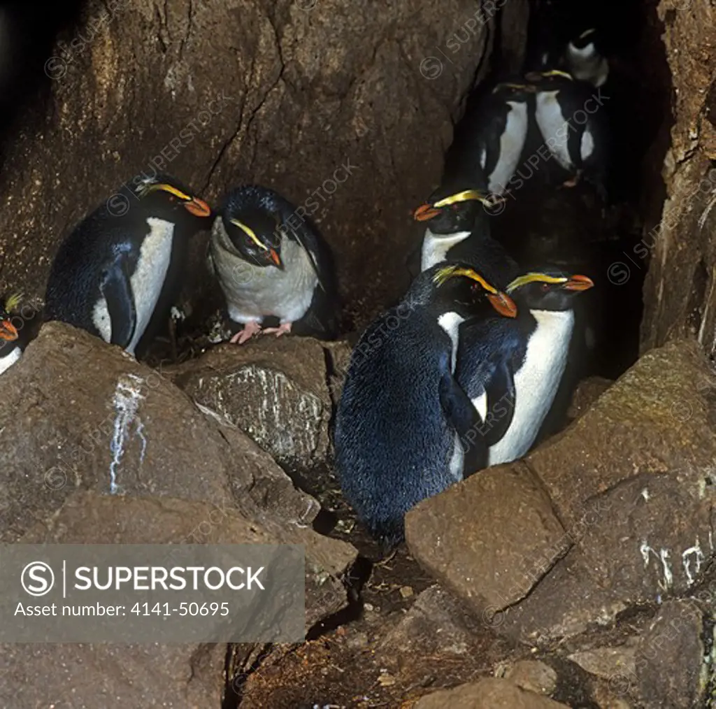 fiordland crested penguins (eudyptes pachyrhynchus) inside a cave in dusky sound, fiordland national park, south island, new zealand.