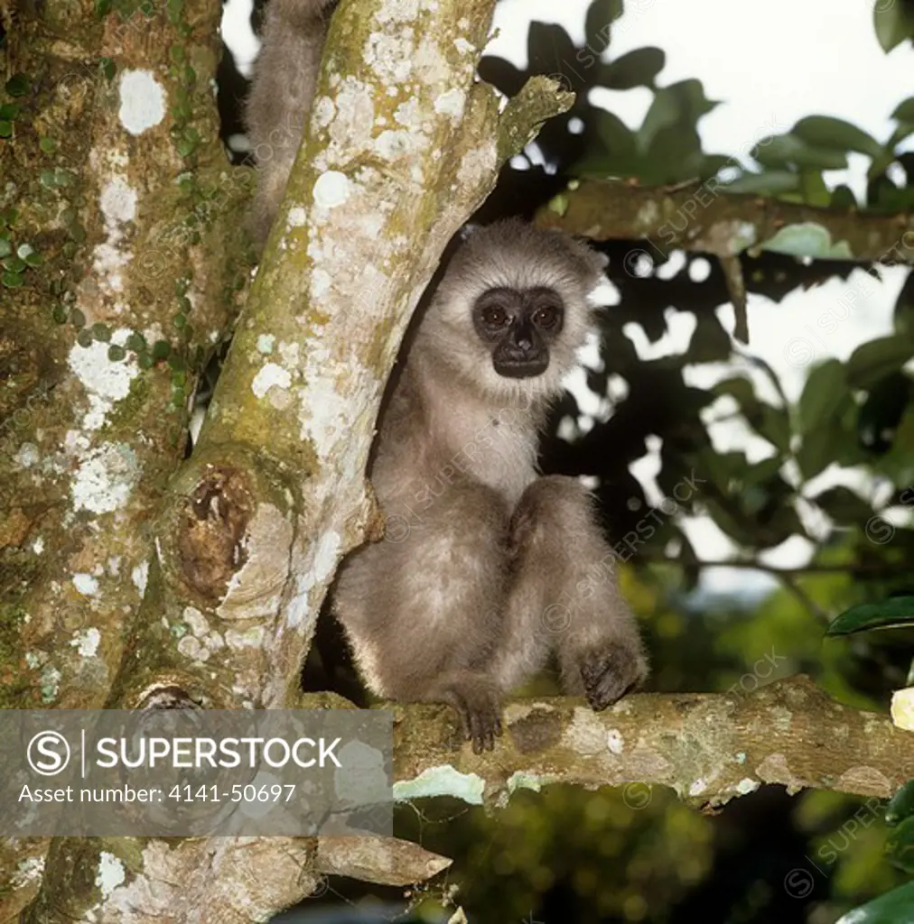 young javan/silvery/molloch gibbon (hylobates moloch), halimun reserve, west java, indonesia.