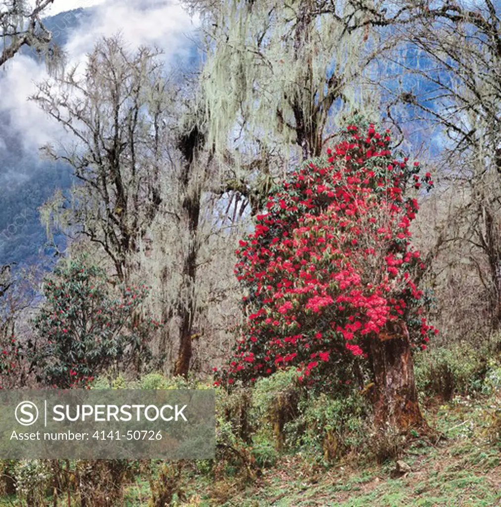 rhododendron bush, rhododendron arboreum in cloudy moss forest at c.3450.,pele la pass, central bhutan.