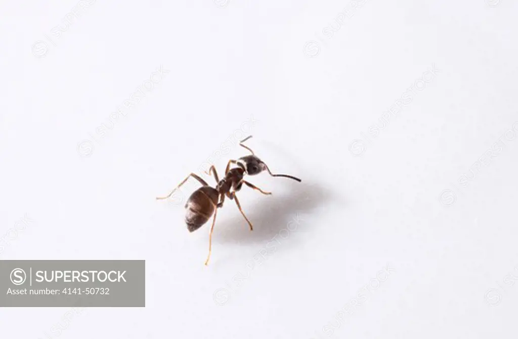 black ant (lasius niger)
