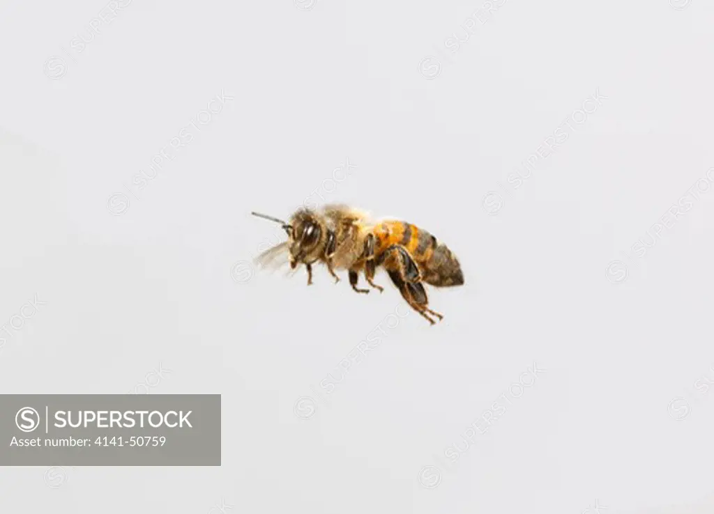 honeybee in flight (apis mellifera) white b/g
