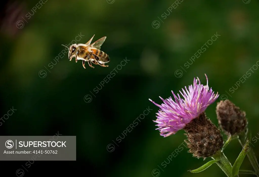 honeybee (apis mellifera) in flight