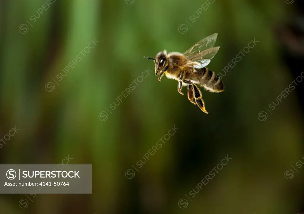 honeybee in flight (apis mellifera) 