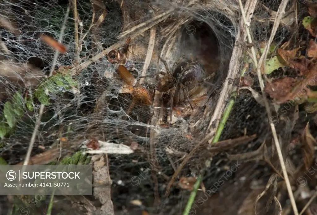 labyrinth spider (agelina labyrinthica)