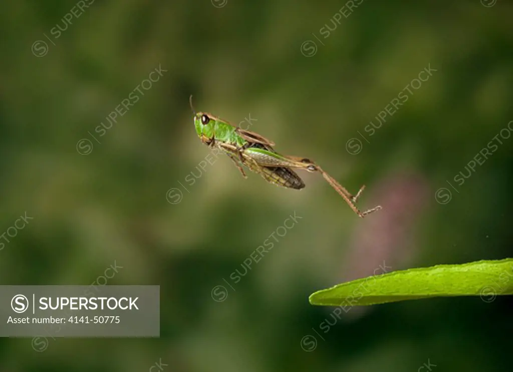 meadow grasshopper (chorthippus parallelus) leaping
