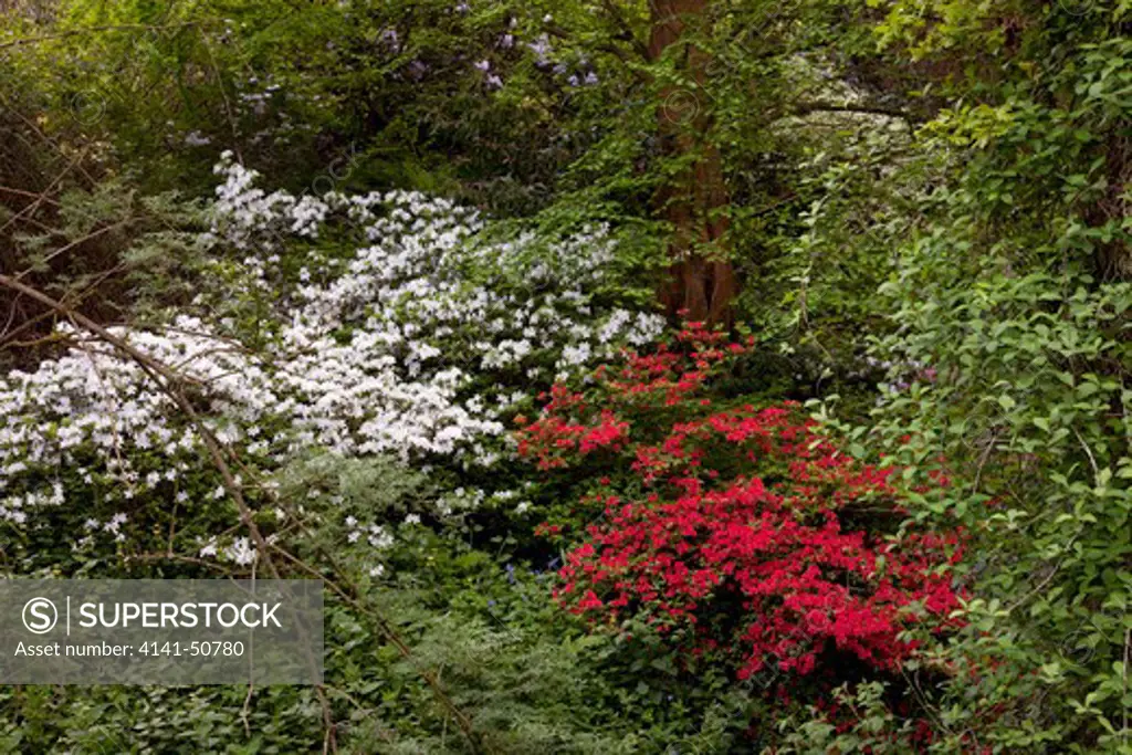 azaleas in sussex garden, white house cottage, staplefield, uk