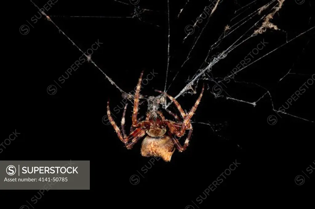 orb weaver spider (araneus angulatus) a large and rare orb-weaving spider that builds webs of sometimes over 4 feet long