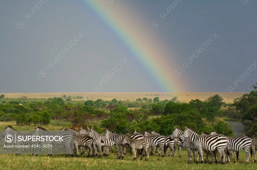 rainbow and common zebras, equus burchelli; masai mara, kenya