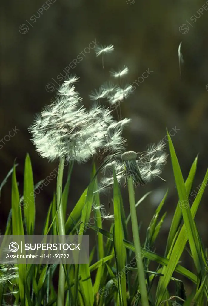 dandelion seed head (taraxacum officinale) dispersal of seed by the wind, sussex, uk