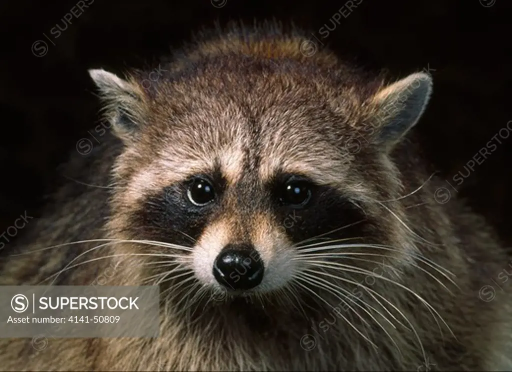 raccoon face detail (procyon lotor)