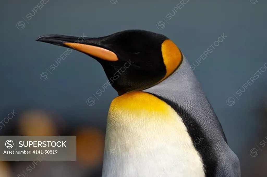 King Penguin (Aptenodytes Patagonicus) At Breeding Colony. Gold Harbour, South Georgia, South Atlantic.