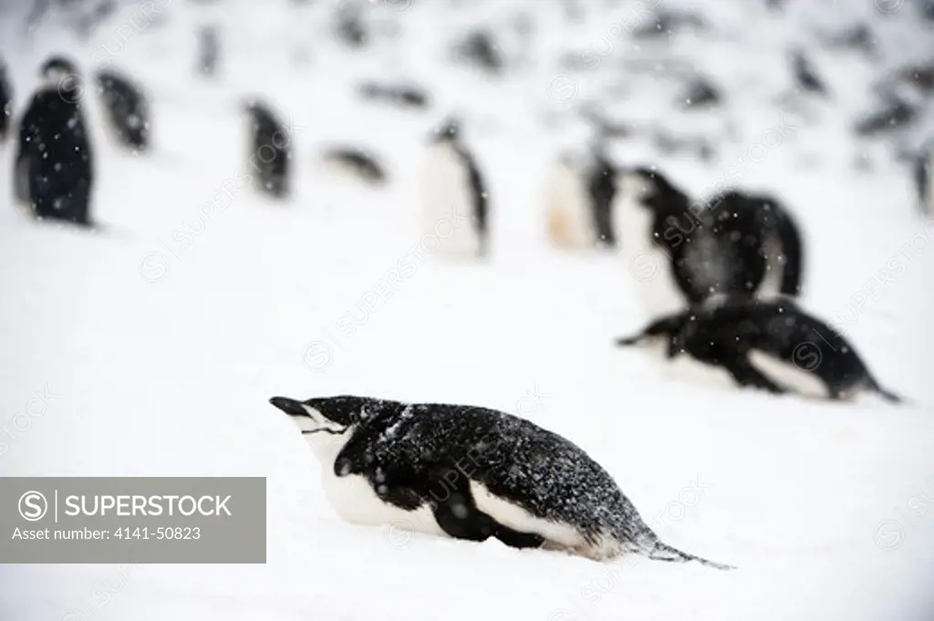 Chinstrap Penguin (Pygoscelis Antarctica) In Colony. Half-Moon Island, South Shetland Islands, Antarctica.