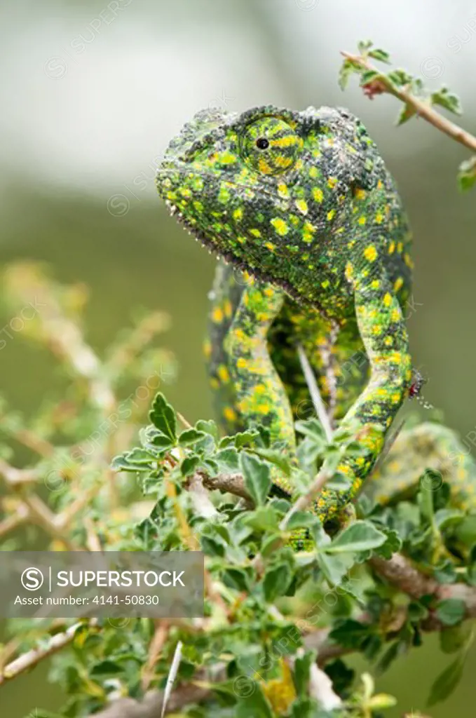 Adult Flap-Necked Chameleon (Chameleo Dilepis). Ndutu Safari Lodge, Ngorongoro Conservation Area, Tanzania.