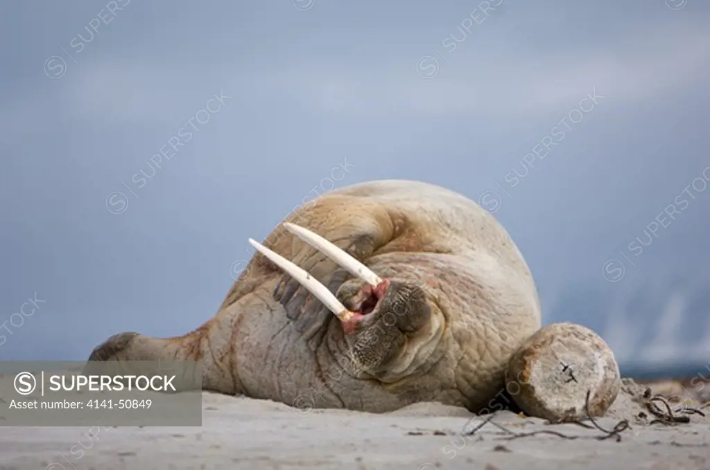 Walrus (Odobenus Rosmarus) Hauled Out On Beach And Sleeping. Northern Coast Of Spitsbergen, Svalbard, Arctic Norway.