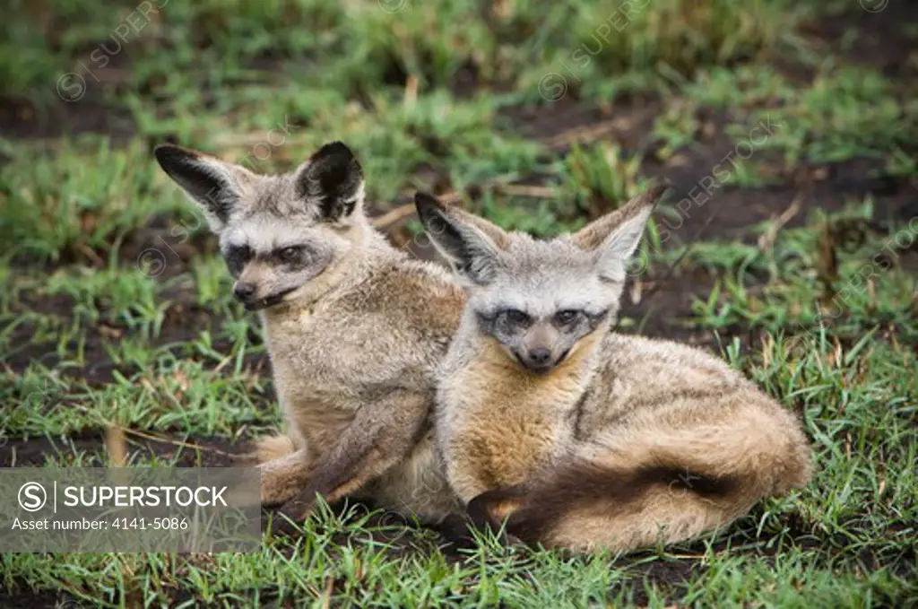bat-eared fox, otocyon megalotis; masai mara, kenya
