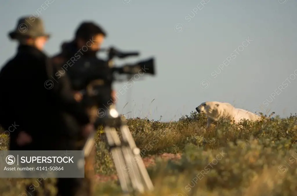 Polar Bear (Ursus Maritimus) Being Filmed By Bbc Nhu For Series  Frozen Planet  In Late September, With Producer Miles Barton And Cameraman Adam Ravetch, Near Nanuk Lodge, Shores Of Hudson Bay, Manitoba, Canada.