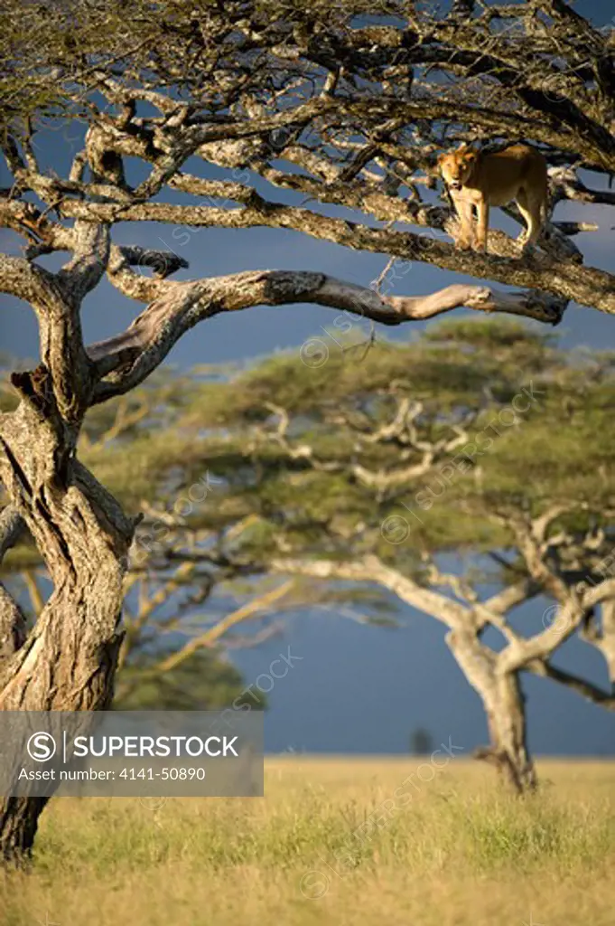 African Lioness (Panthera Leo) Using Tree As A Lookout. Nogorongoro Conservation Area / Serengeti National Park, Tanzania.