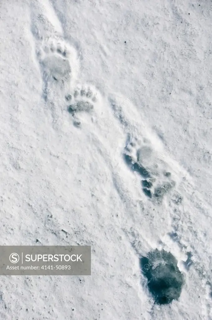 Footprints Of Male Polar Bear (Ursus Maritimus) On Ice Flows At Hornsundet, South West Coast Of Spitsbergen, Svalbard, Arctic Norway.