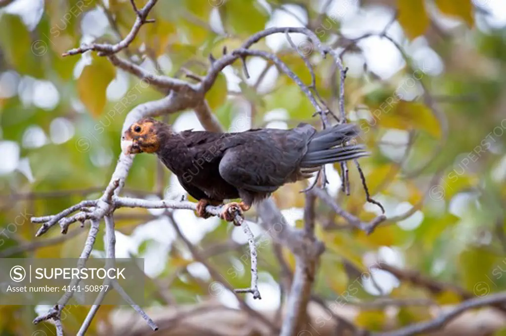 Female Greater Vasa Parrot (Coracopsis Vasa) In Breeding Condition - Loss Of Feathers On Head And Skin Turning Yellow. Tsimanampetsotsa National Park, South West Madagascar.