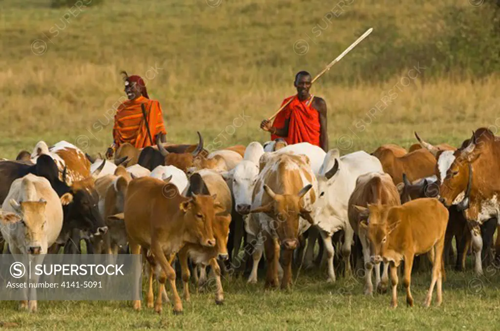 masai morans (warriors) herding thier cattle; masai mara, kenya.