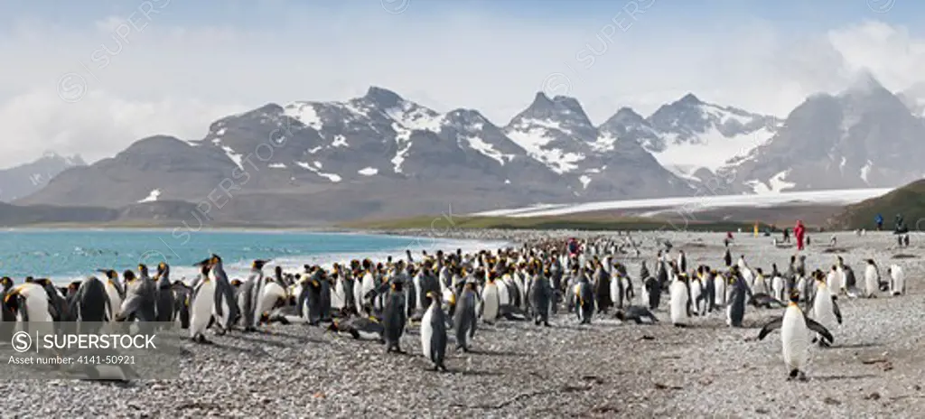 King Penguins (Aptenodytes Patagonicus) On The Beach With Tourists In The Background At Salisbury Plain, South Georgia, South Atlantic. (Digitally Stitched Image)