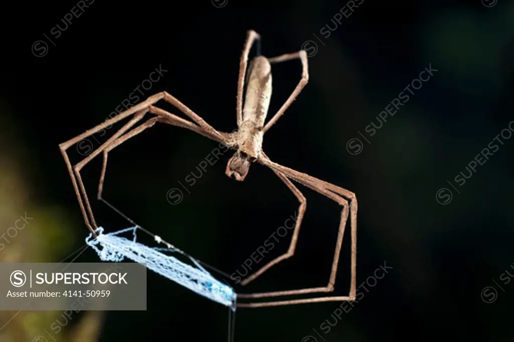 Net-Throwing Spider Or Ogre-Faced Spider (Dinopsis Sp.) With Net. Active At Night. Masoala National Park, Madagascar.